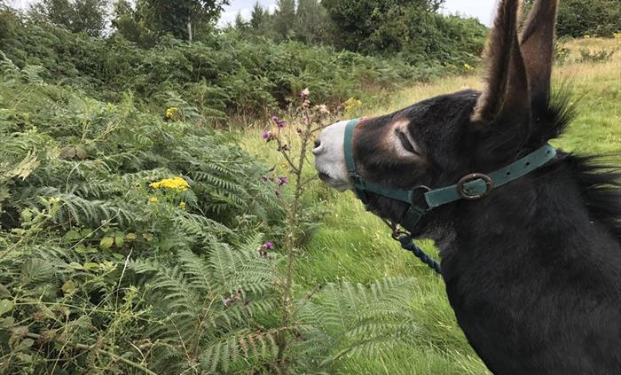 Snowdonia Donkeys